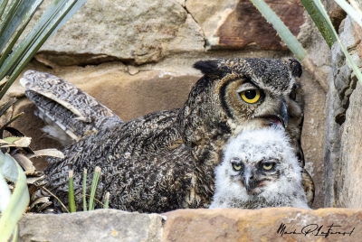 Athena Great Horned Owl 2025